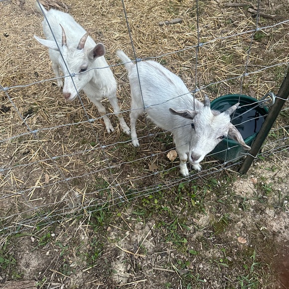 No Theme Share Show - Picture 6 of 6